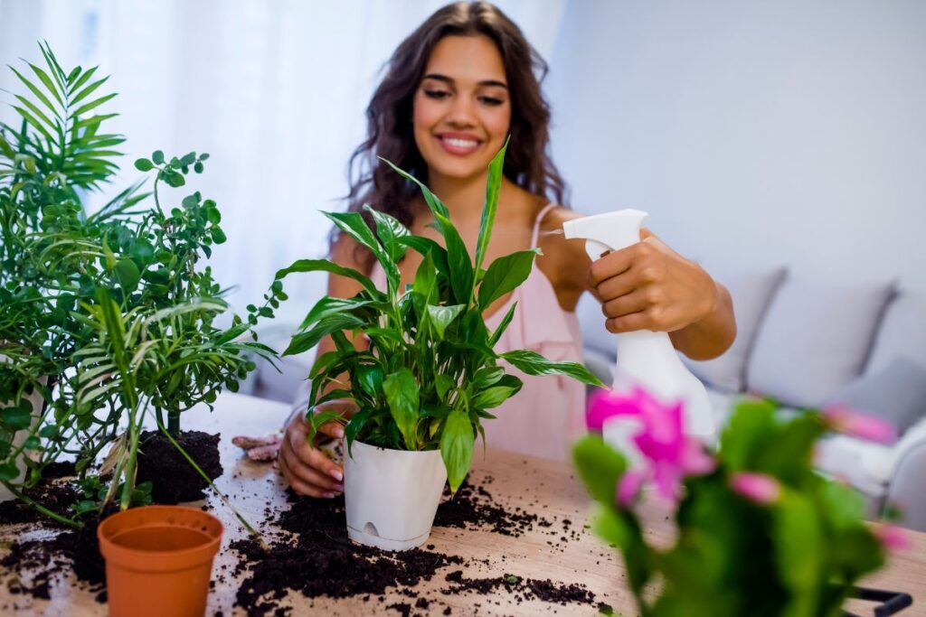 Bouqs Plants Products 2025: A Complete Guide to Premium Indoor Greenery