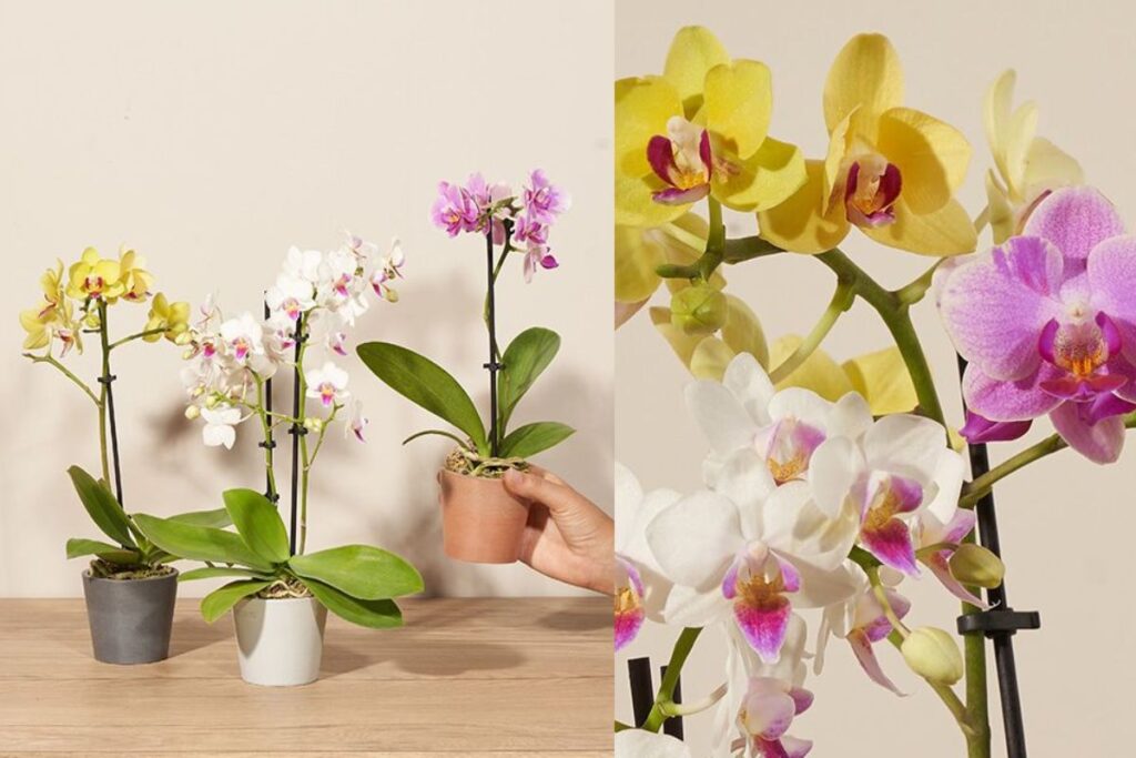 Bouqs Plants Products 2025: A Complete Guide to Premium Indoor Greenery