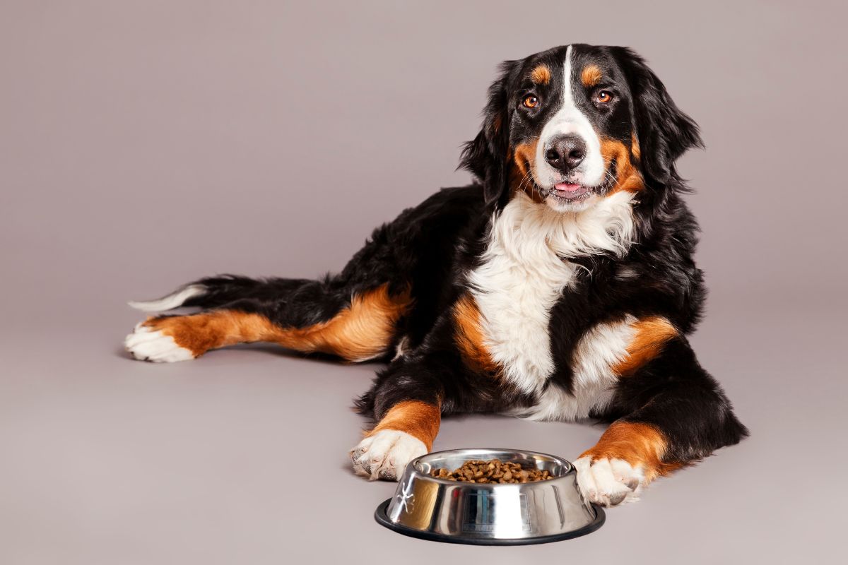 Hill’s Science Diet Sensitive Stomach & Skin: Solution for Digestive Health