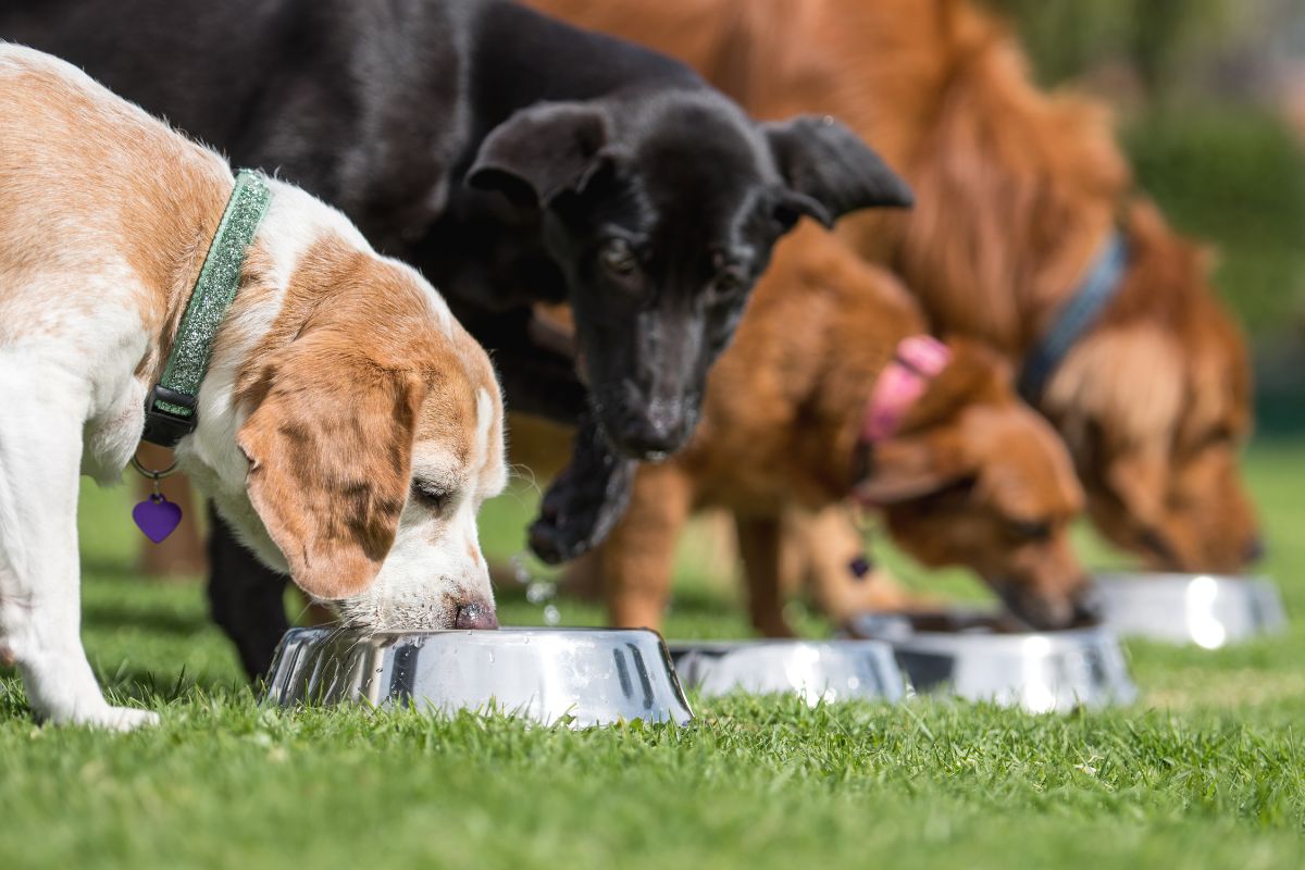 Taste of the Wild High Prairie Dog Food: A Premium Grain-Free Option