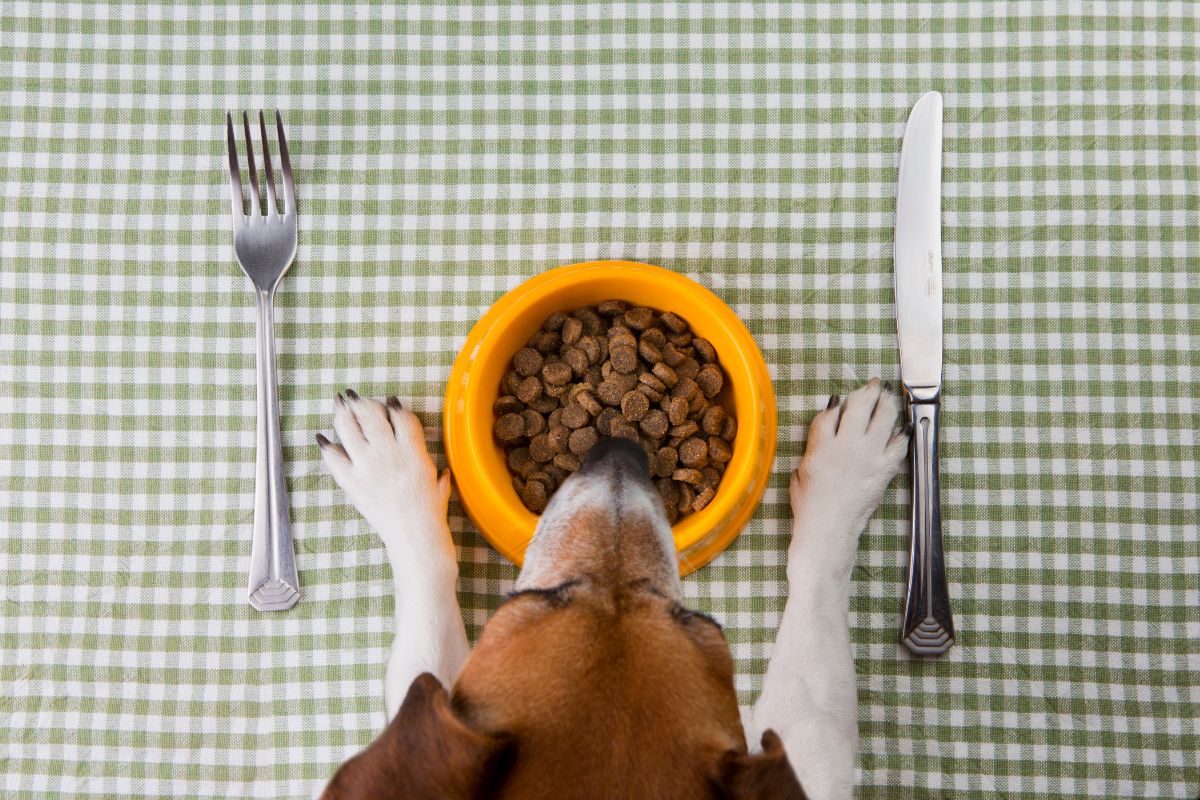 Blue Buffalo Life Protection: Premium Dog Food Worth Every Bite