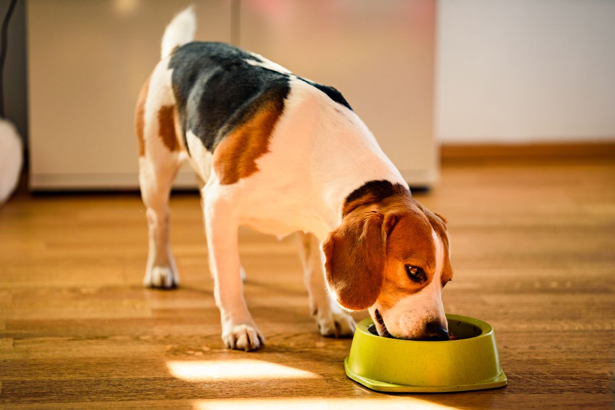 WholeHearted All Life Stages Dog Food: Your Complete Nutrition Guide