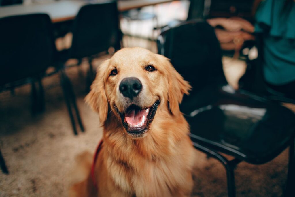 Petco.com Dog Food: Complete Guide to Premium Pet Nutrition