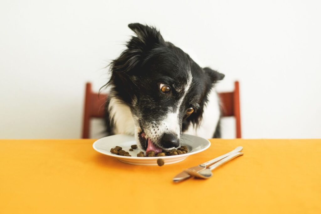 Petco.com Dog Food: Complete Guide to Premium Pet Nutrition