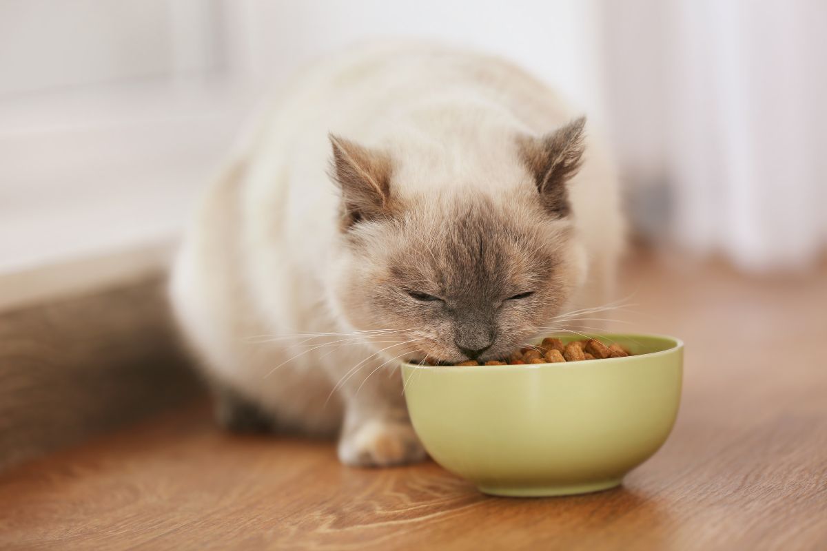 Royal Canin Indoor Adult Cat Food: Premium Nutrition for Indoor Cats