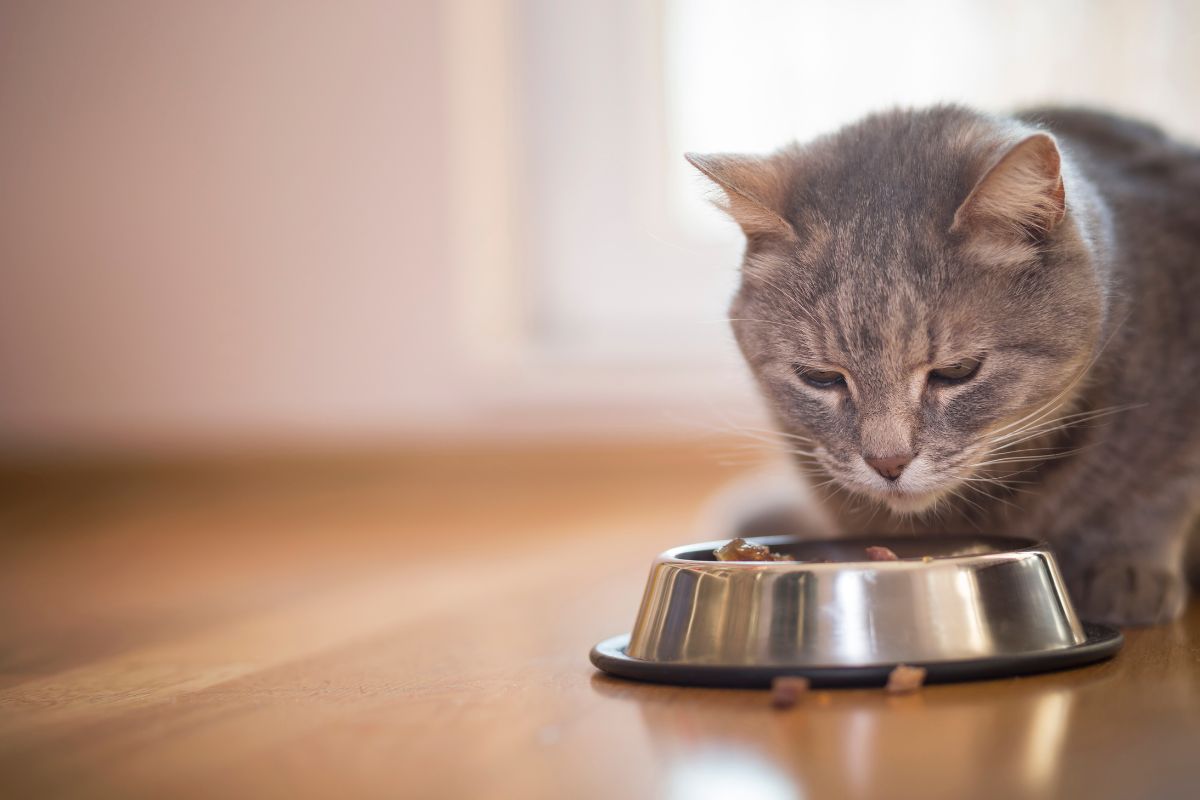 Purina Pro Plan Focus Indoor Care: Guide for Indoor Cat Nutrition