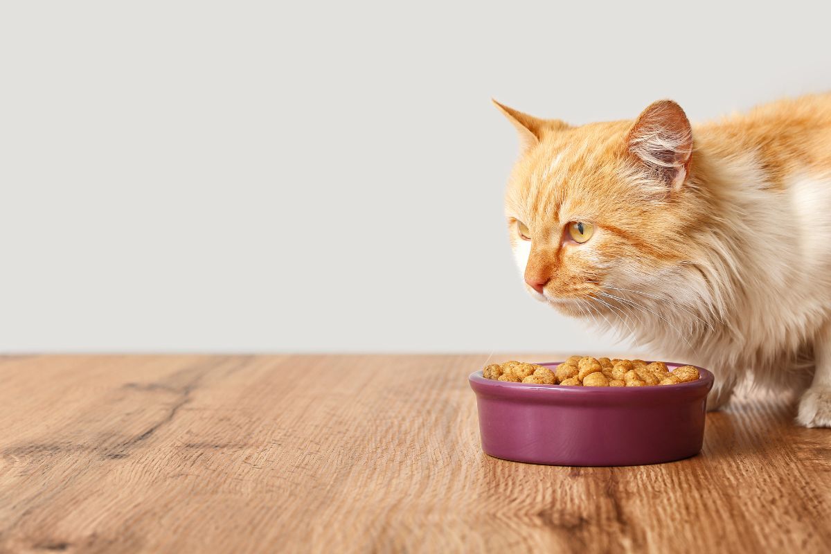 Hill’s Science Diet Indoor Cat Food: Your Complete Nutrition Guide