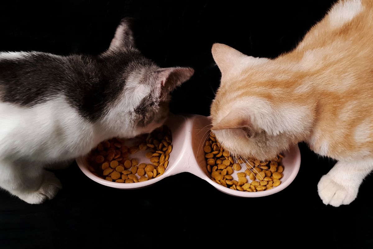 Blue Buffalo Wilderness Indoor Cat Food: A Choice for Indoor Cats