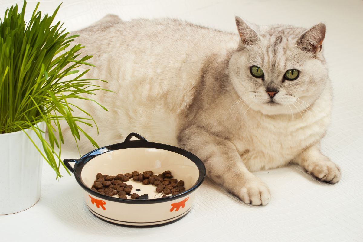 Wellness CORE Indoor Cat Food: Indoor Cats Premium Choice
