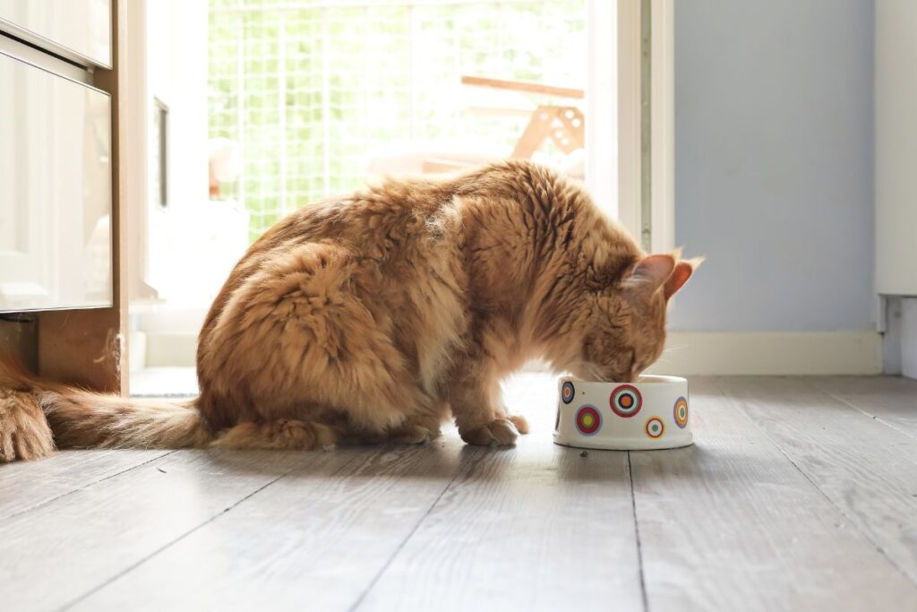 Petco.com Cat Food: Guide to Premium Indoor Cat Nutrition