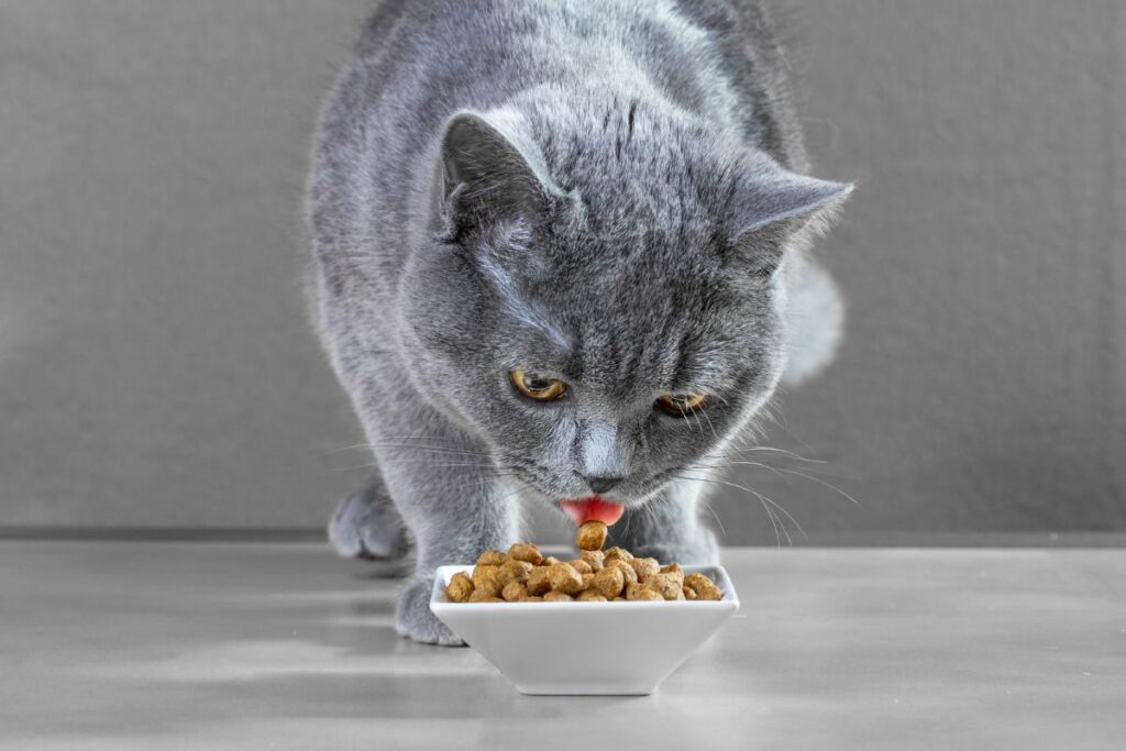 Petco.com Cat Food: Guide to Premium Indoor Cat Nutrition