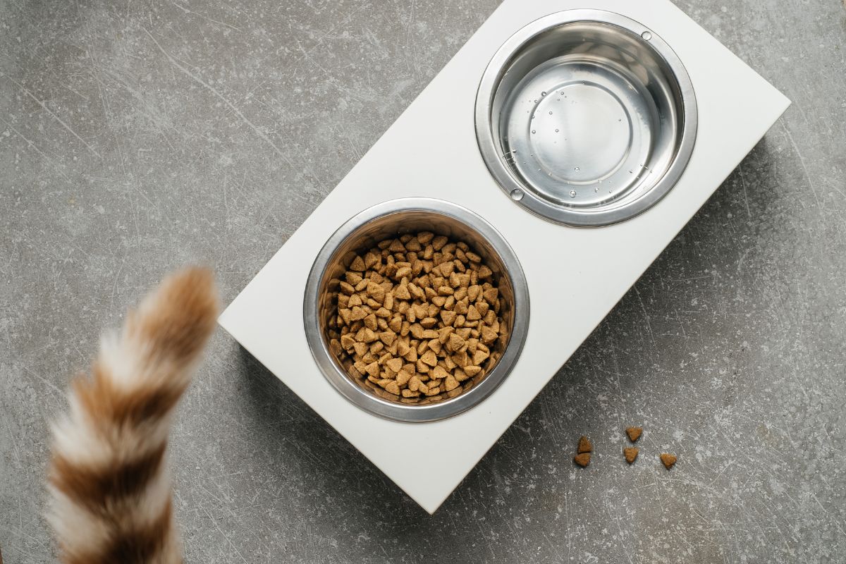 Petco.com Cat Food: Guide to Premium Indoor Cat Nutrition