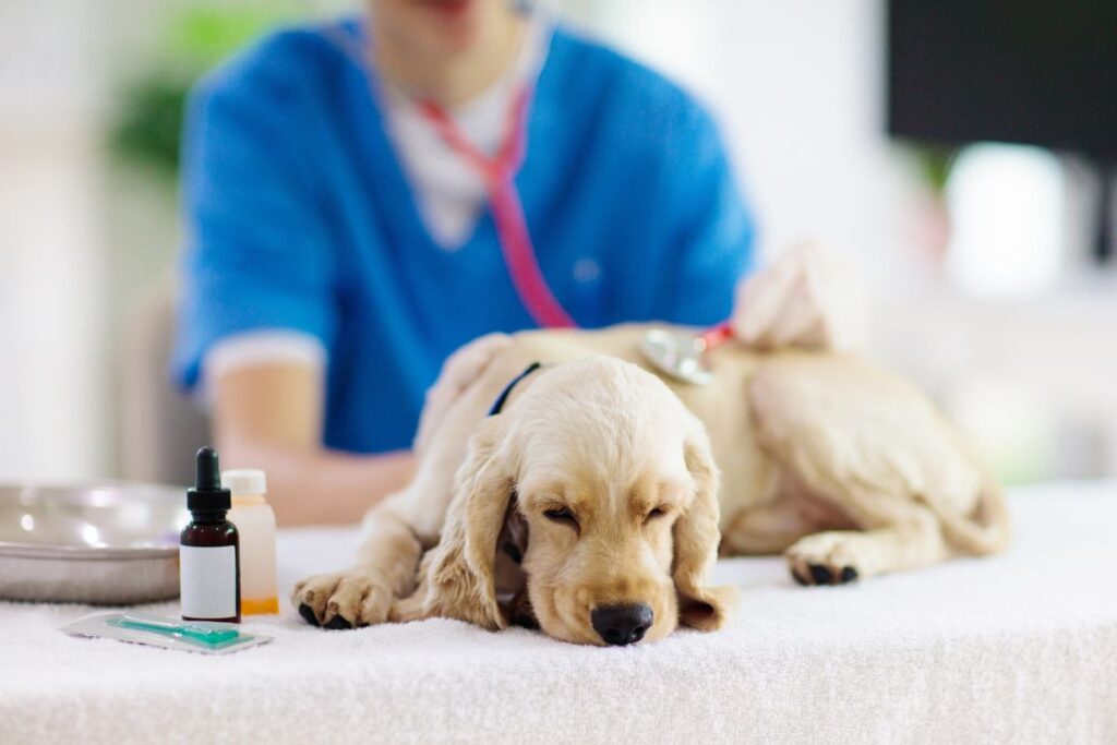 Best Vet Care Dog Products: Top 5 Parasite Prevention Solutions
