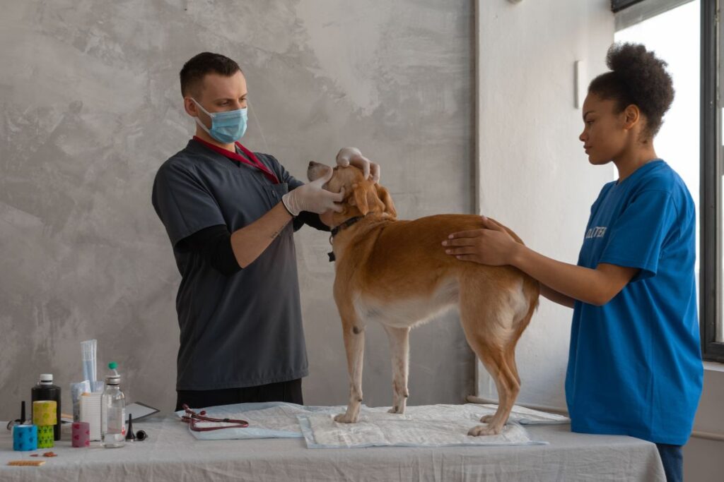 Best Vet Care Dog Products: Top 5 Parasite Prevention Solutions