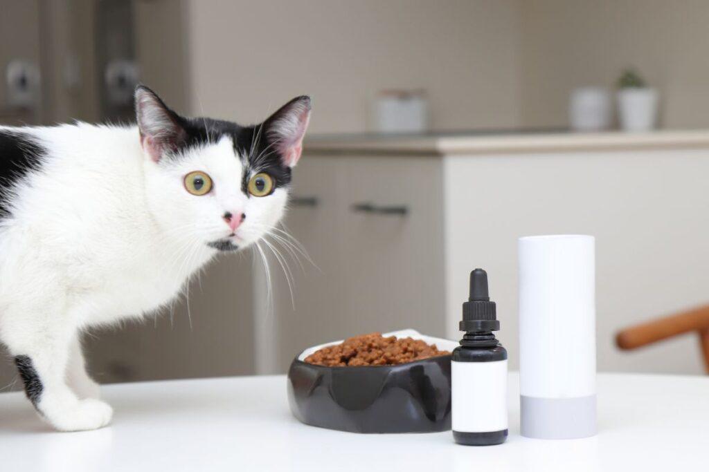 5 Best Vet Care Cat Products for Your Feline's Health