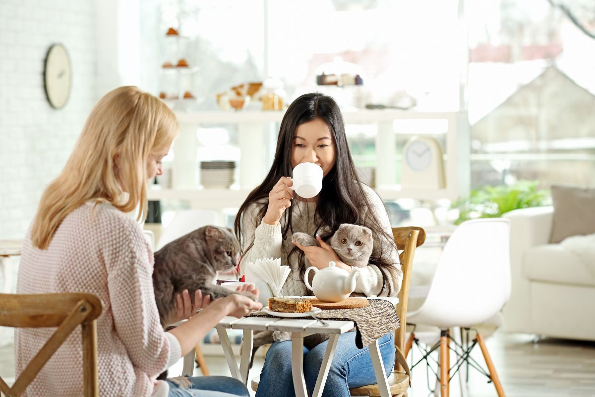 5 Best Vet Care Cat Products for Your Feline’s Health